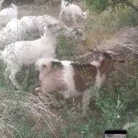 بز آبستن نژاد رایینی|حیوانات مزرعه|رابر, |دیوار