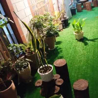 چوب باغی گردوبادام انارپسته لیموسپیداراکالیپتوس