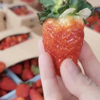 فروش باغ زراعی