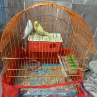 یک عروس هلندی آلبینو سخنگو کاملا اهلی|پرنده|اشنویه, |دیوار