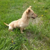 گوش تیز|سگ|اسفراین, |دیوار