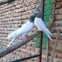 سپه نر و ماده|پرنده|اردبیل, |دیوار