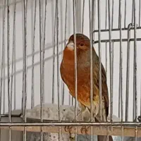 قناری سرخ  جفت مولد