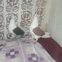 پشت|پرنده|مشهد, ایوان|دیوار