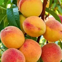 نهال فروشی به قیمت عمده|خدمات باغبانی و درختکاری|شیراز, آبزنگی|دیوار