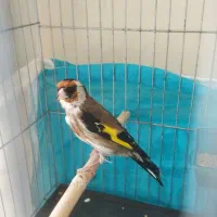 سهره نر