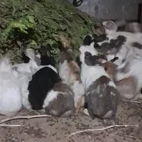خرگوش بالغ