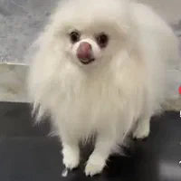 پدر و‌پسر یکی بخر دو تا ببر|سگ|فردیس, دهکده|دیوار