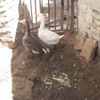 دو عدد غاز نر و ماده جوان و سالم به فروش میرسد