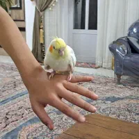 عروس هلندی ماده