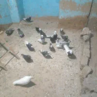 کفترتهرانی