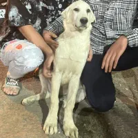 سگ عراقی گم شده