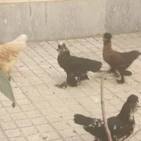 فروش مرغ و خروس