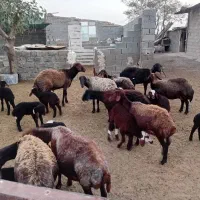 گوسفند