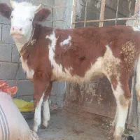 گوساله ماده سیمینتال