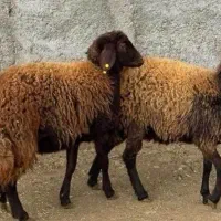 ذبح شرعی|خدمات پذیرایی، مراسم|شوشتر, |دیوار
