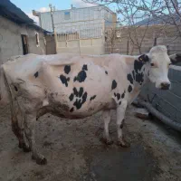 گاو و گوساله