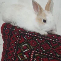 خرگوش بابرکت جرسی