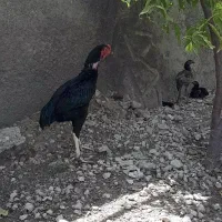 خروس لاری اوشامو|حیوانات مزرعه|کرمانشاه, |دیوار