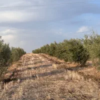 باغ زیتون و کشاورزی با تخفیف ویژه|فروش زمین و ملک کلنگی|مینودشت, |دیوار