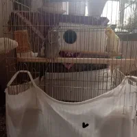 عروس هلندی نرماده