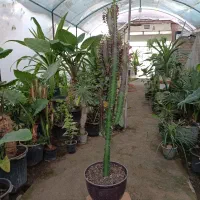 گل افوربیا قرمز قد ۱۱۰ سانت ارسال رایگان + هدیه|گل و گیاه طبیعی|مشهد, رضاییه|دیوار