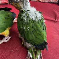 گرینچیک یلوساید دبل سرلاکی