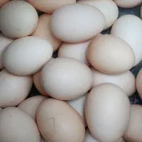 تخم مرغ محلی تازه