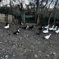 اردک و غاز فروشی