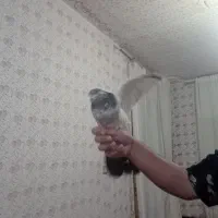 کبوتر ماده کله دم سبز