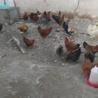 مریشک و کله باب خومالی