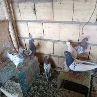 کفتر سینه سیاه سینه قهوه ای