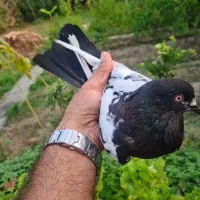 کفتر سینه دم سیاه