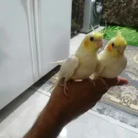 یک جفت عروس هلندی