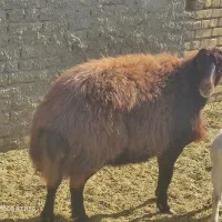 میش افشار قزل افشار