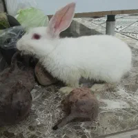 خرگوش سفید
