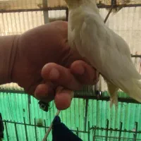 عروس هلندی