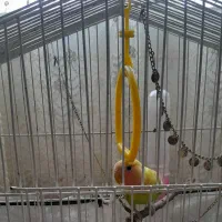 طوطی برزیلی|پرنده|بجنورد, |دیوار