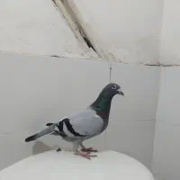 کفتر صید۳عدد نر|پرنده|مشهد, شهید قربانی|دیوار