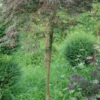 فروش گل