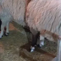 گوسفند زنده