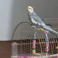 عروس هلندی گم شده
