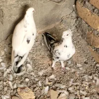 جفت کبوتر گلی|پرنده|مهر, |دیوار