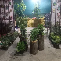 خانه سبز اگزالیس نظری