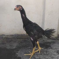 لاری
