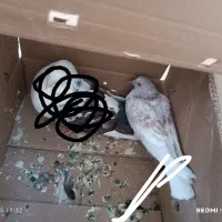 کبوتر ماده|پرنده|بندرعباس, |دیوار