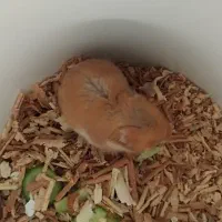 همستر|موش و خرگوش|شهریار, شهریار|دیوار