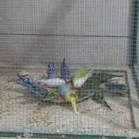 انواع پرنده و مرغ عشق