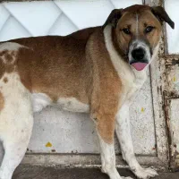 واگذاری سگ نگهبان|سگ|رشت, گلسار|دیوار