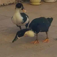 دو تا اردک نیمه بالغ